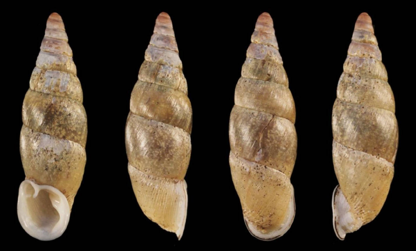 holotype 24.3 mm by Hunyadi & Szekeres