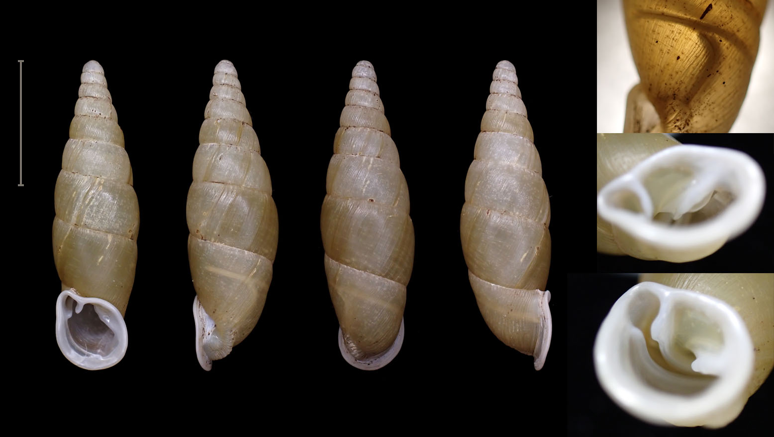 topotype 25.4 mm
