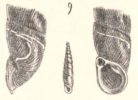 clavulus