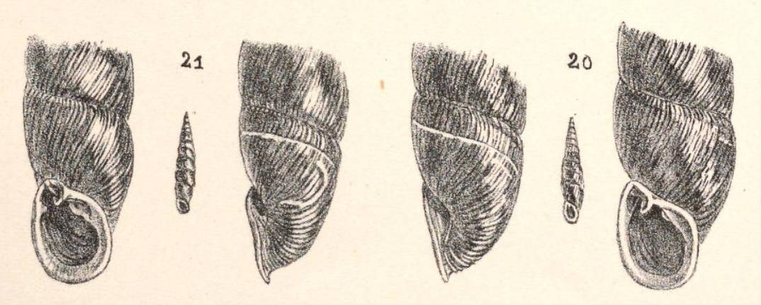 diaconalis