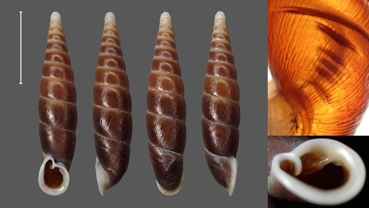 重庆 北碚区 25.4 mm