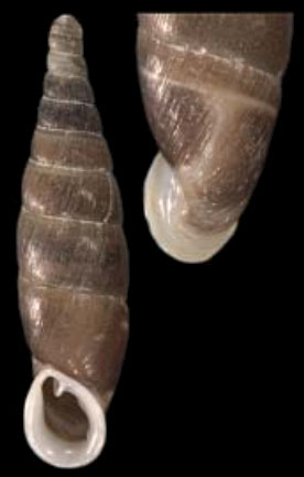 holotype by Nordsieck
