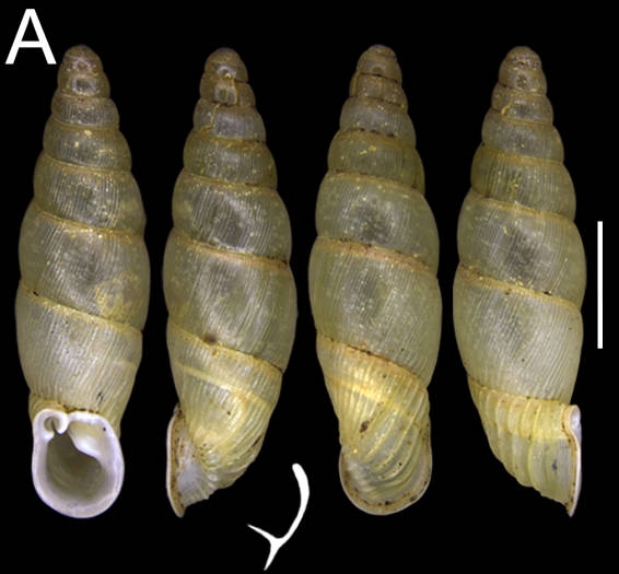 holotype by Liu & Qiao