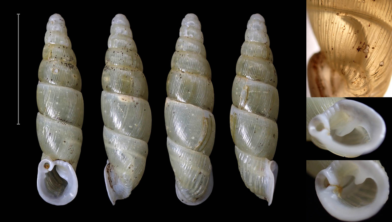 topotype 17.3 mm