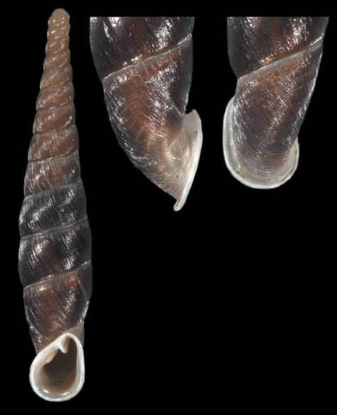 holotype 18.75 mm by Nordsieck