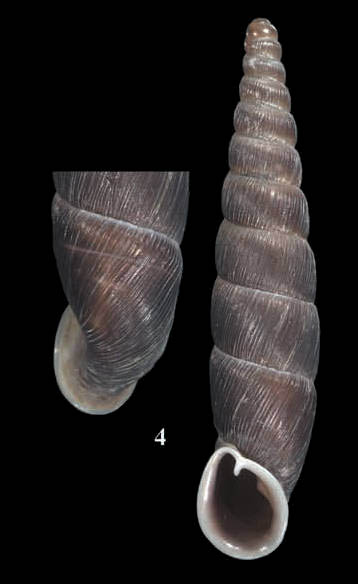 holotype 18.75 mm by Nordsieck