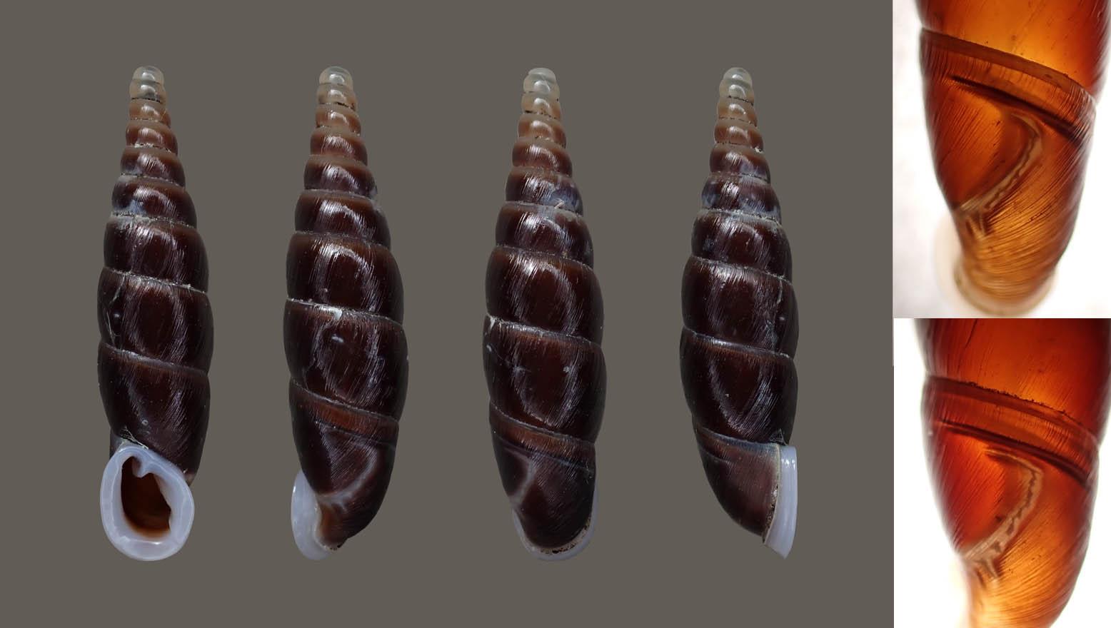 topotype
