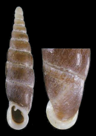 holotype by Nordsieck