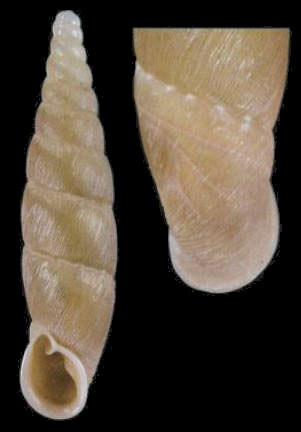 holotype by Nordsieck