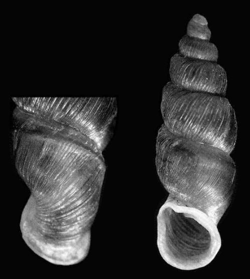 holotype