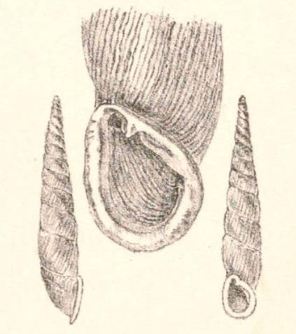 Heude 1882