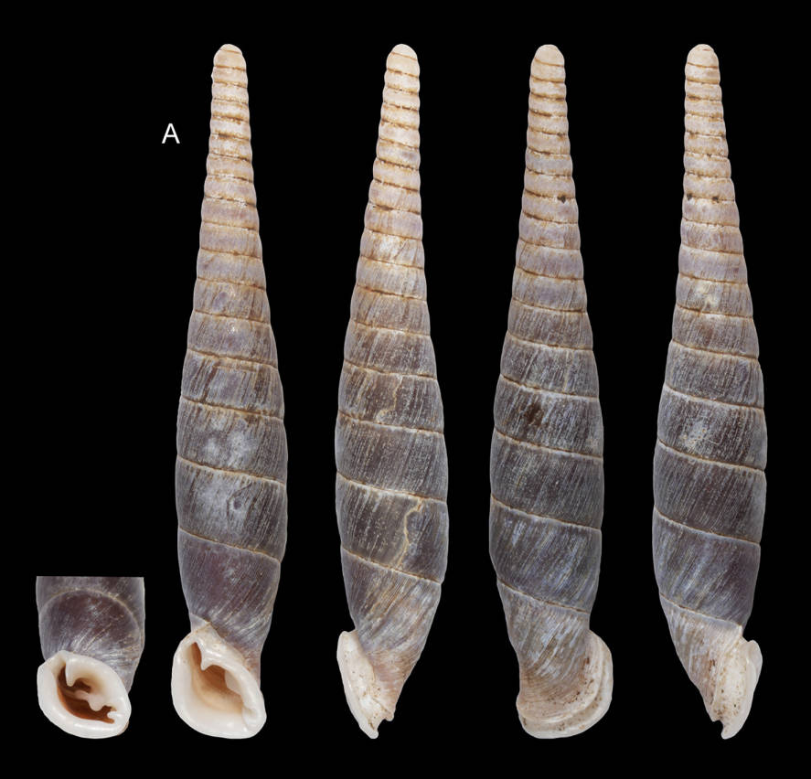 holotype by Z.-G. Chen