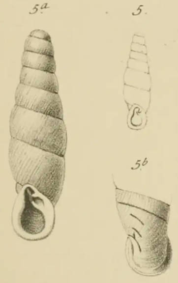 Gredler 1884