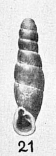 paratype by Yen