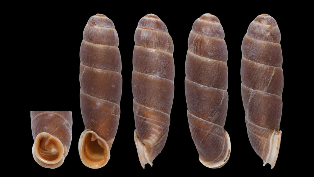 holotype