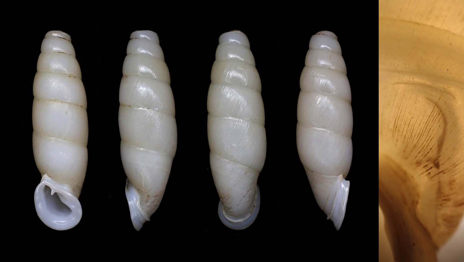 崇左 龙州县 25.6 mm